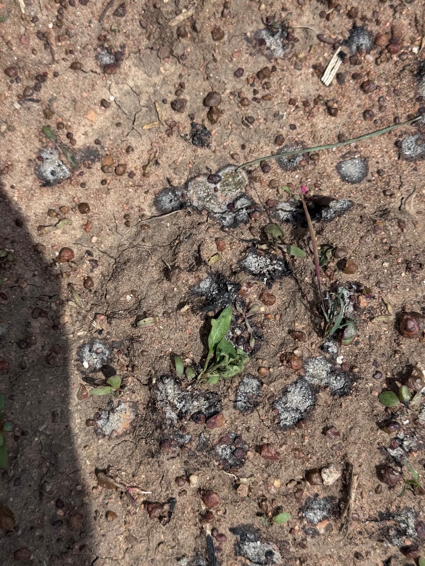 Weeds burnt by Rakshak's precision lasers