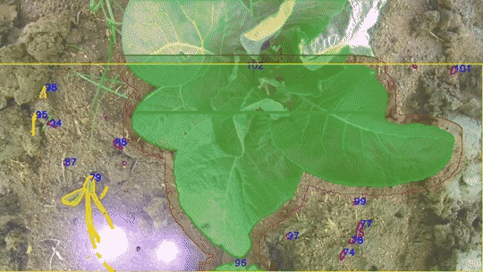 AI detection frame highlighting crop versus weed